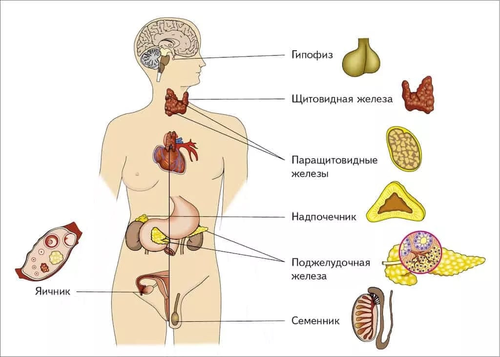 эндокринологии